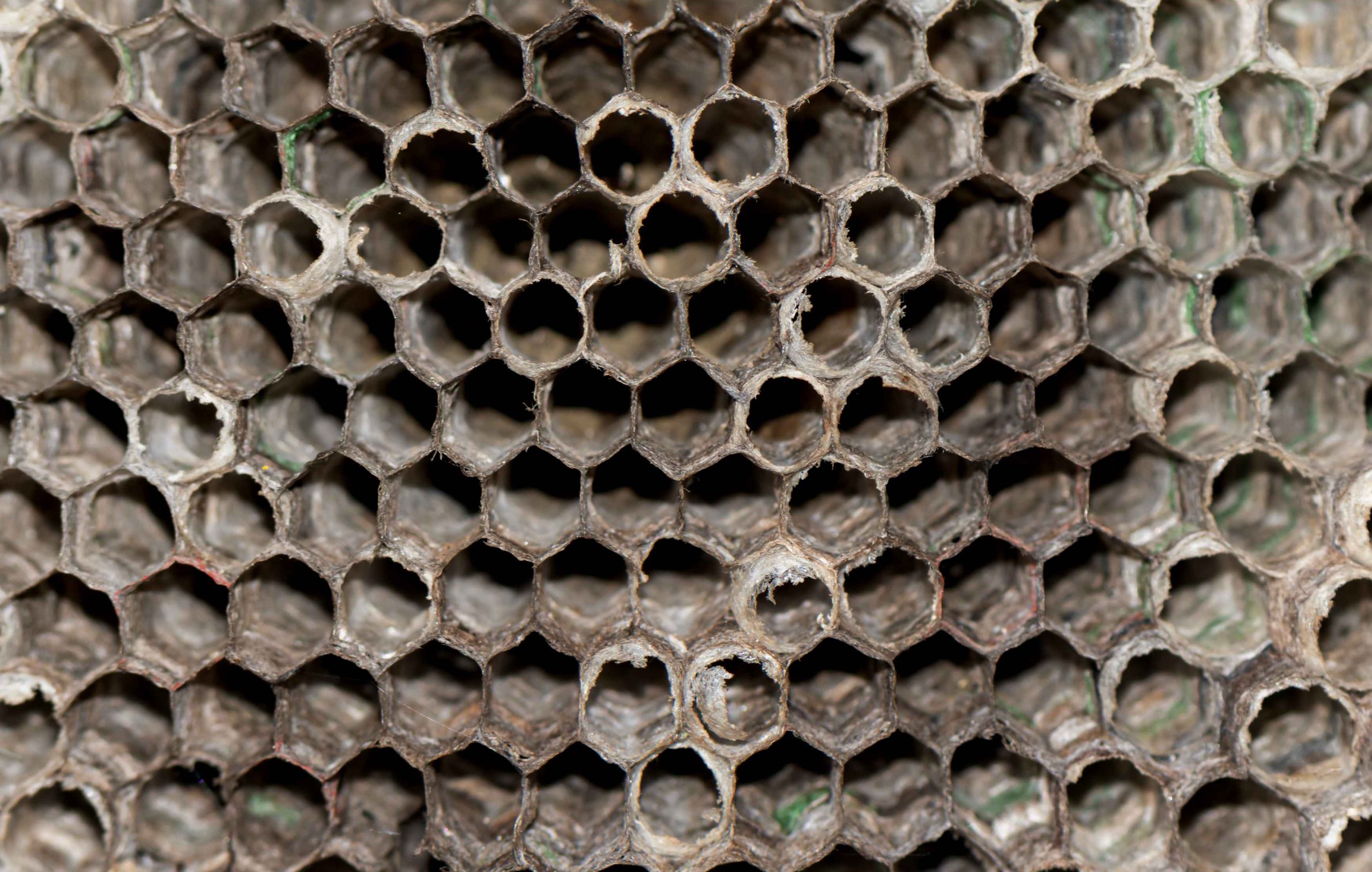 Bee nest